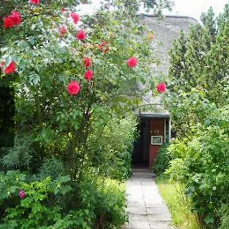 Hummergrund Muschel * Sankt Peter-Ording