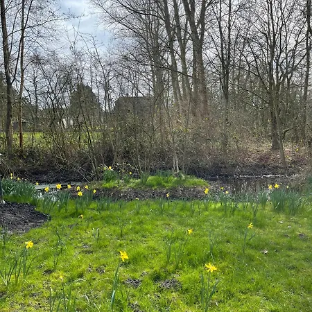 Hummergrund Muschel *